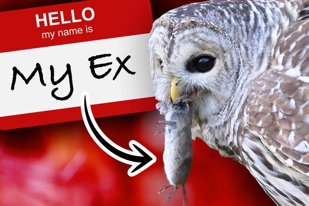 Animals named after ex-lovers for Valentine's Day charity event